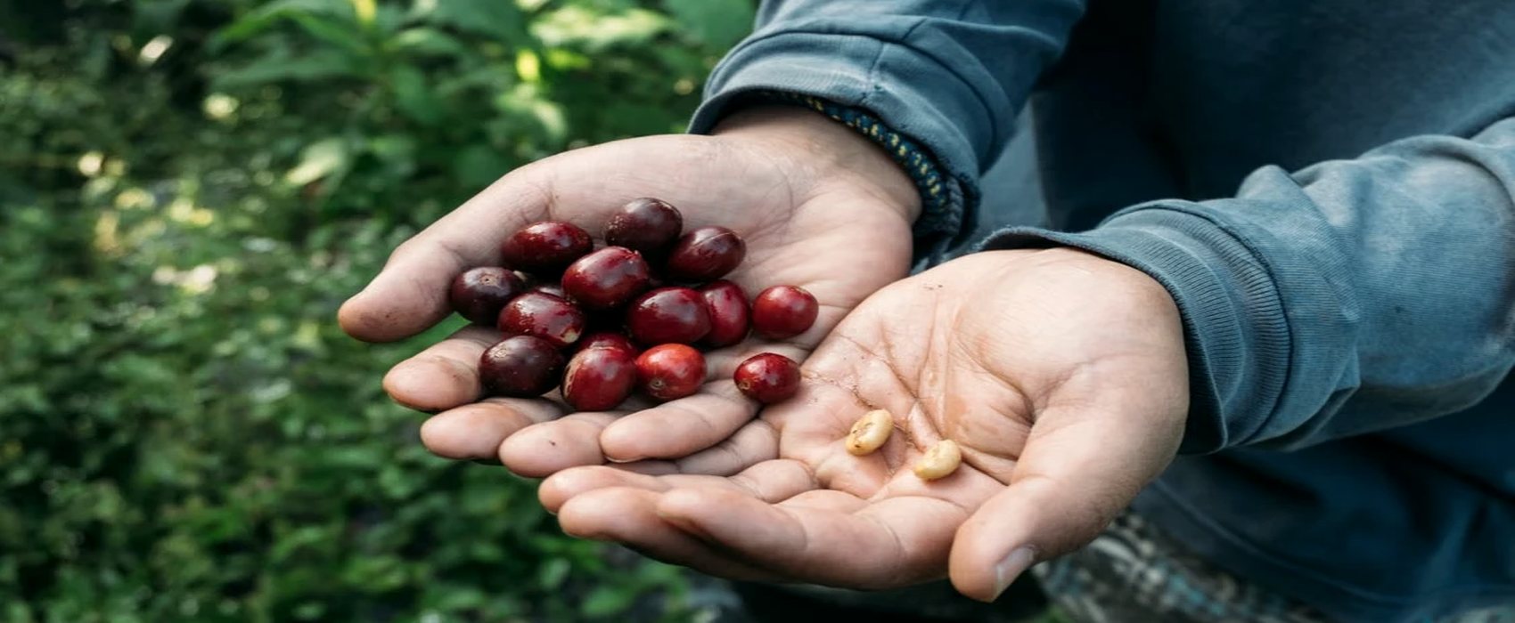 Ripe coffee cherries being selected by hand at origin
