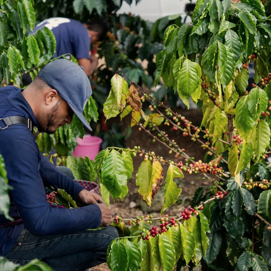 Coffee harvest and supply at origin